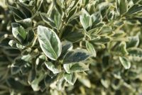  EUONYMUS JAP. BRAVO CLT. 10 BALL japn kecskerg