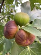  FICUS CARICA OSBORN PROLIFIC (R)  CLT. 10 MEZZO FUSTO fge