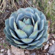  AGAVE PARRASANA  LV 6 Agv