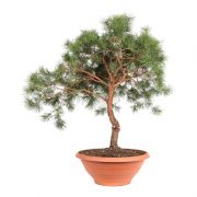  Pinus sylvestris Bonsai Clt 90 erdeifeny