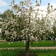  Alma fajta Malus Dom. Silver Garden mini trzses CLT10