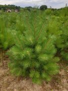  Pinus syl. CLT45 150/175 erdeifeny