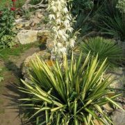  YUCCA FILAMENTOSA GOLDEN SWORD  LV 12 Plmaliliom