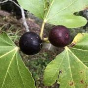  FICUS CARICA RONDE DE BORDEAUX  CLT. 10 MEZZO FUSTO fge