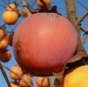  DIOSPYROS KAKI VAINIGLIA  CLT. 10 MINI STANDARD Datolyaszilva