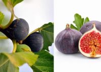  FICUS CARICA BROGIOTTO NERO  CLT. 35 HALF STANDARD fge