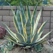  AGAVE AMERICANA VARIEGATA  CLT. 15 Agv