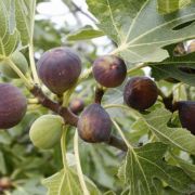  FICUS CARICA ICE CRYSTAL  CLT. 10 fge