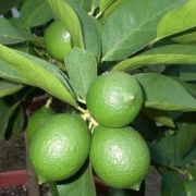  CITRUS AURANTIFOLIA (LIME MESSICANO)  LV 12 Lime