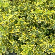  EUONYMUS JAP. ELEGANT. AUREUS CLT. 15 BALL Japn kecskerg
