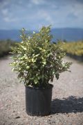  ELAEAGNUS EBBINGEI MARYLINE (R) CLT. 5 ezstfa