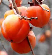  DIOSPYROS KAKI ROYO BRILLANTE  CLT. 18 HALF STANDARD Datolyaszilva