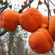 DIOSPYROS KAKI SHARON  CLT. 18 HALF STANDARD Datolyaszilva