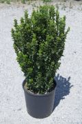  EUONYMUS JAPONICUS BENKOMASAKI ERECTA LV 9 MINI STANDARD japn kecskerg