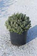  EUONYMUS PULCH. ARGENTEOVARIEGATUS CLT. 10 BALL trpe kecskerg