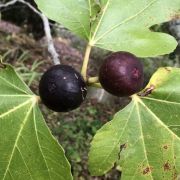  FICUS CARICA RONDE DE BORDEAUX  CLT. 15 HALF STANDARD fge