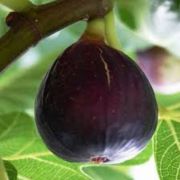  FICUS CARICA TURCA  CLT. 3 fge