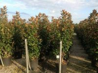  Magnolia gran.'Goliath' CLT30 nagyvirg liliomfa