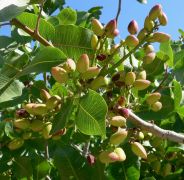  PISTACIA VERA  CLT. 18 Pisztcia