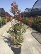  ACER PALMATUM ATROPURPUREUM CLT. 18 vrslevel japn juhar