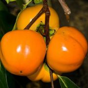  DIOSPYROS KAKI HANA FUYU  CLT. 12 HALF STANDARD Datolyaszilva