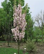  Prunus ser.'Amanogawa' CLT18 8/10 japncseresznye