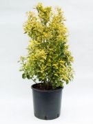  Euonymus jap.'El. Aureus' CLT12 japn kecskerg