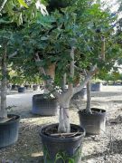  FICUS CARICA NAPOLITANA CLT. 15 HALF STANDARD fge