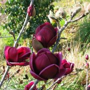  Magnolia  'Genie'  CLT10