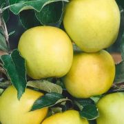  MALUS DOMESTICA GOLDEN DELICIOUS  CLT. 35 HALF STANDARD Nemes alma