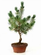  Pinus syl. CLT55 150/175 BONSAI erdeifeny