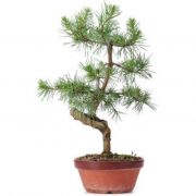  Pinus sylvestris CLT90 BONSAI erdeifeny