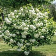  Viburnum  opulusCLT10
