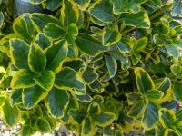  EUONYMUS JAP. ELEGANT. AUREUS  CLT. 7 Japn kecskerg