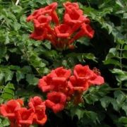  BIGNONIA RADICANS GABOR  CLT. 5 Trombitafolyondr