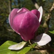  MAGNOLIA SOULANGEANA LENNEI CLT. 20 100/125 magnlia, nagyvirg liliomfa