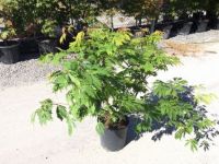  ACER JAPONICUM ACONITIFOLIUM CLT. 25 zldlevel japn juhar