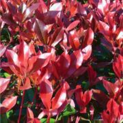  PHOTINIA X FRASERI DYNAMO RED (R)  CLT. 3 Korallberkenye