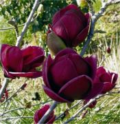  MAGNOLIA BLACK TULIP (R) CLT. 18 magnlia, stt bord virg liliomfa