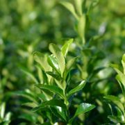  EUONYMUS FORTUNEI GREEN SPIRE CLT. 10 japn kecskerg
