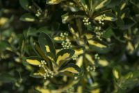  EUONYMUS JAP. AUREOPICTUS (AUREUS) CLT. 25 japn kecskerg