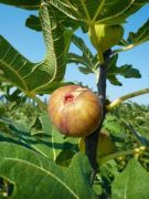  FICUS CARICA DE DALMATIE  CLT. 10 MEZZO FUSTO fge