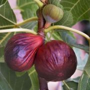 FICUS CARICA VIOLETTE DAUPHINE  CLT. 10 MEZZO FUSTO fge