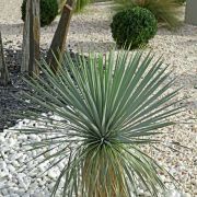  YUCCA FRENCH FLAG (R)  LV 9 Plmaliliom