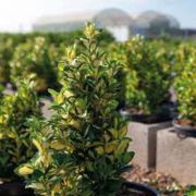  EUONYMUS JAPONICUS EXTRAVAGANZA  CLT. 3 Japn kecskerg