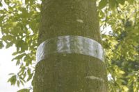 Nortene GLUED TRAP ragasztval bevont vdszalag
