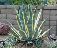  AGAVE AMERICANA VARIEGATA LV 6 Sznes level szisztike