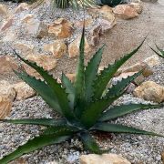  Agv Agave Gentryi 'Jaws' Lv12