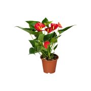  Anthurium flamingvirg 12 cm-es cserpben 30/40 cm