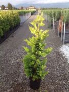  Cupressocyparis Leylandii 'Gold Rider' aranylomb leyland ciprus CLT10-es cserpben 100/125